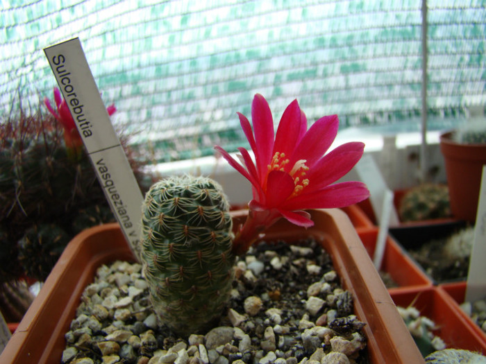 Sulcorebutia vasqueziana v sucrensis HS 9 Sucre - Rebutia - Aylostera - Sulcorebutia