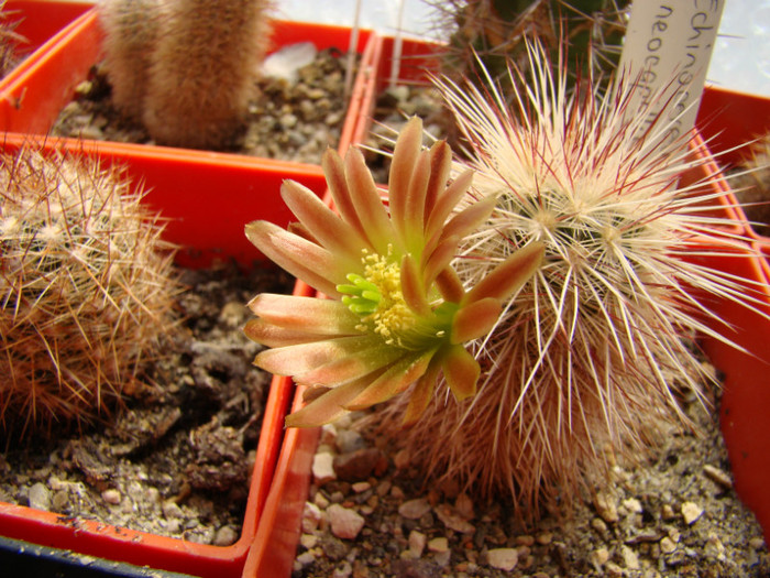 Echinocereus russanthus neocapillus SB395; A doua zi
