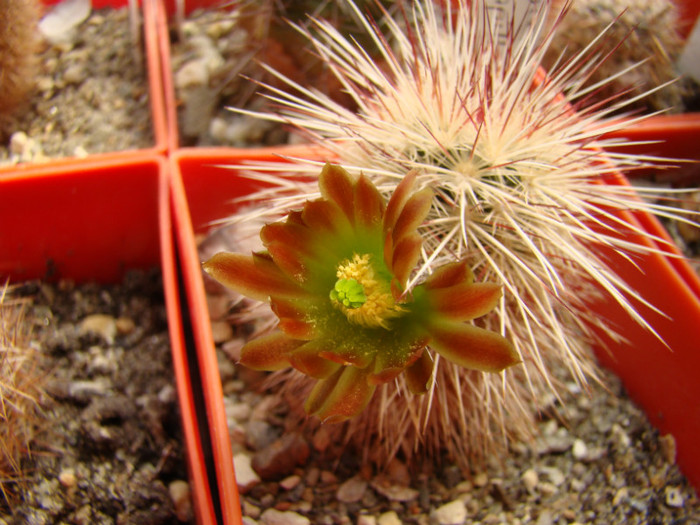 Echinocereus russanthus neocapillus SB395 - Echinocereus 2012