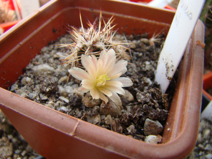 Echinocereus davisii - Echinocereus 2012