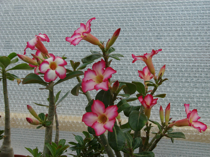 DSC09606 - Adenium