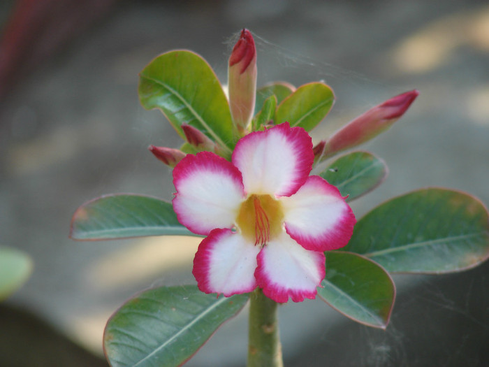 DSC09396 - Adenium