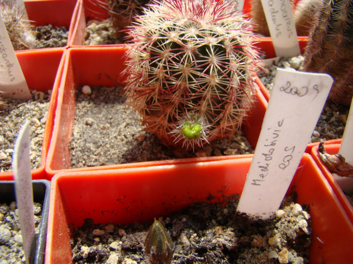 Echinocereus chloranthus v. nova - Echinocereus 2012