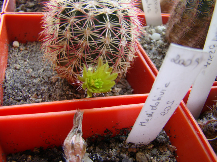 Echinocereus chloranthus v. nova