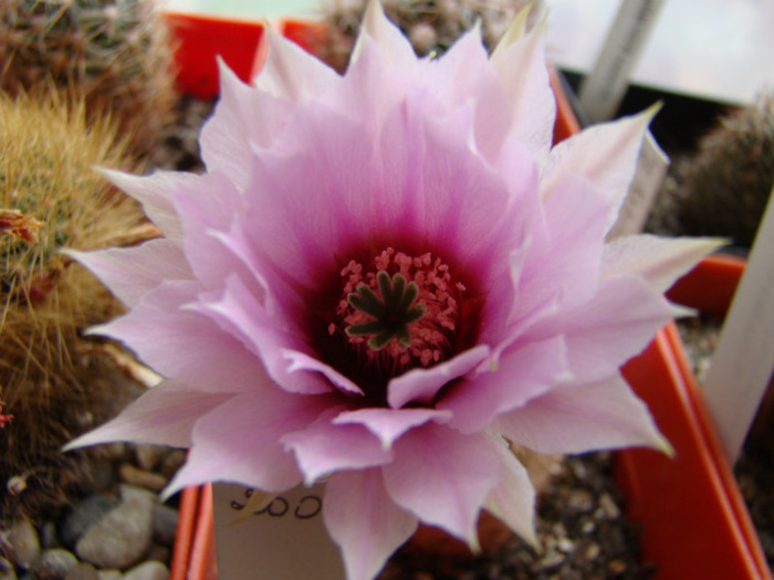 Echinocereus fitchii - Echinocereus 2012