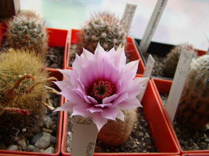 Echinocereus fitchii - Echinocereus 2012