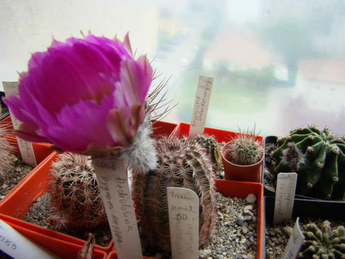 Echinocereus sp - Echinocereus 2012