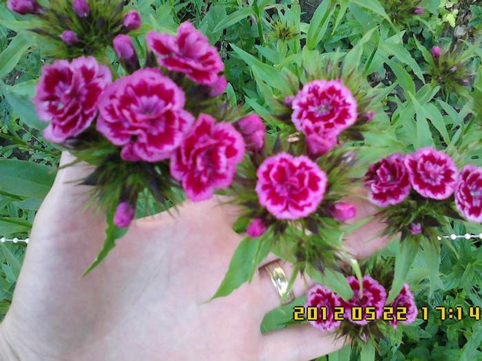 superbe si parfumate