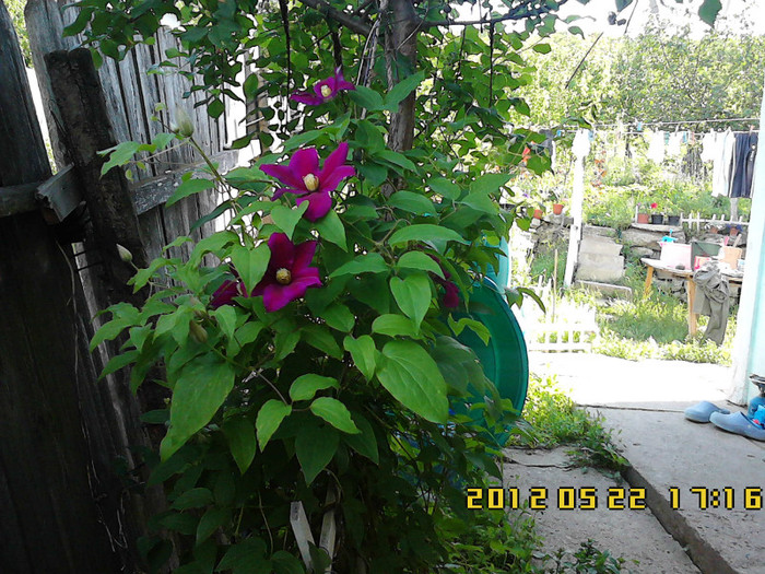 IMG00155 - gradina primavara 2012