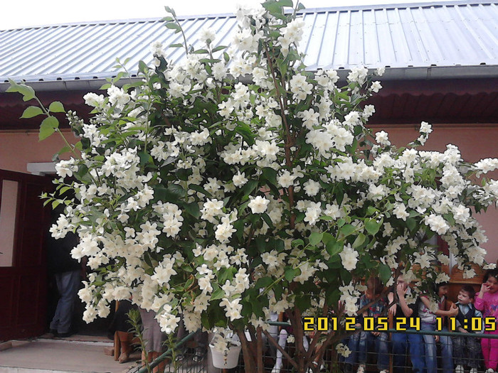 iasomie de gradina (la biserica)