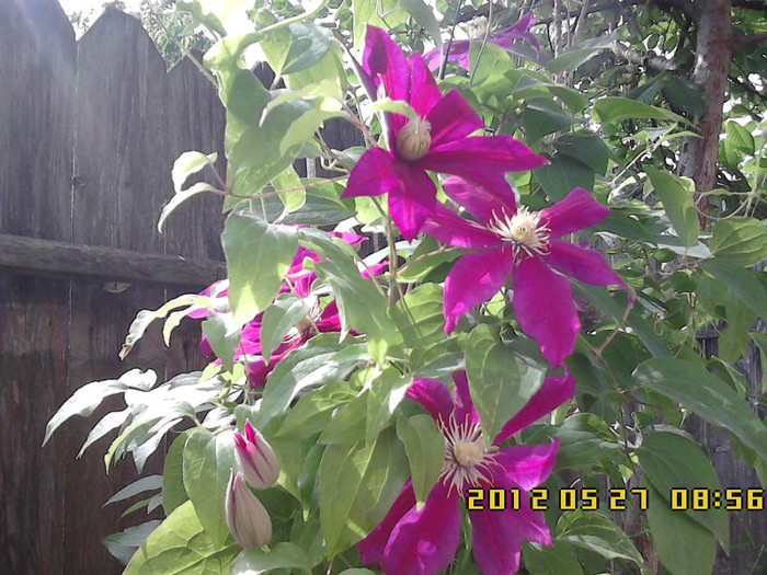 clematis