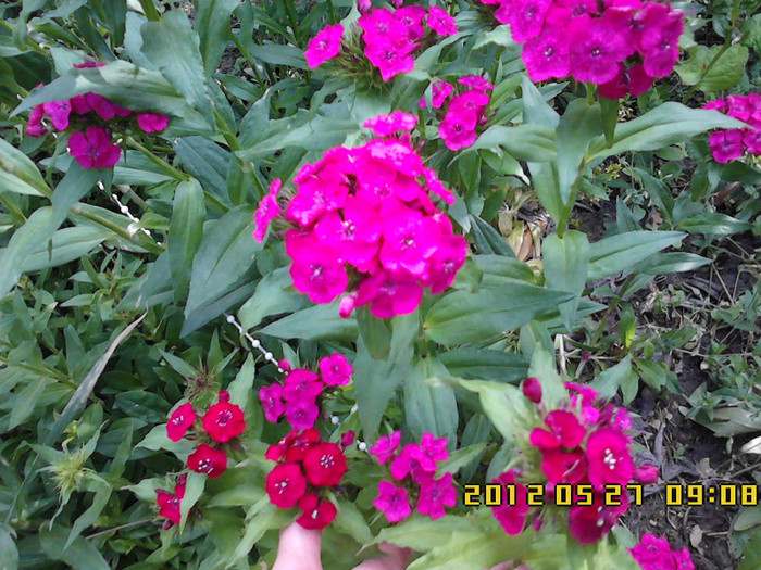 IMG00319 - gradina primavara 2012