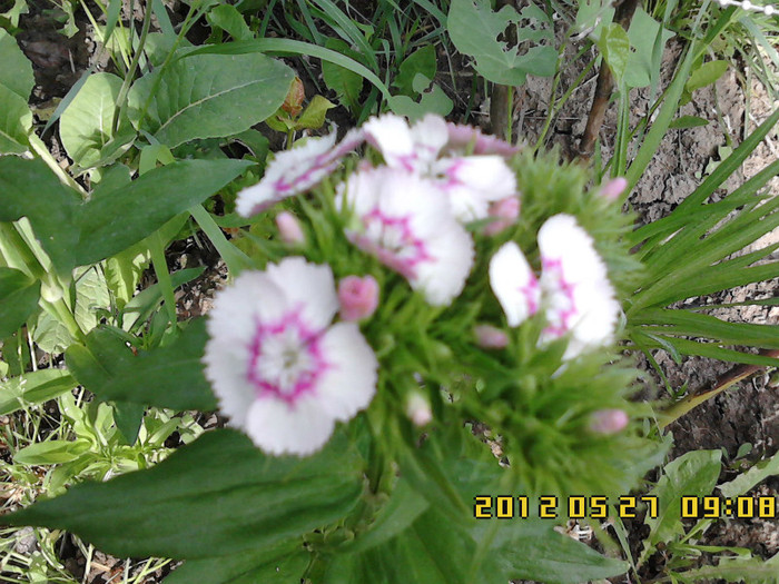 IMG00322 - gradina primavara 2012