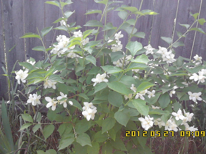 iasomie - gradina primavara 2012