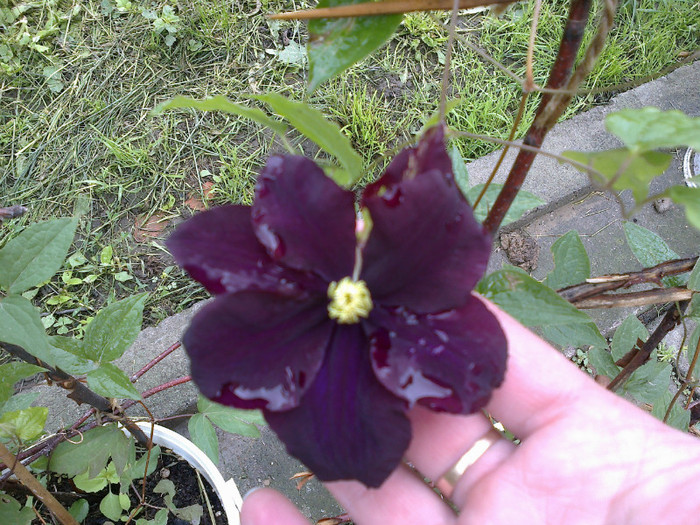 gipsy queen - clematis