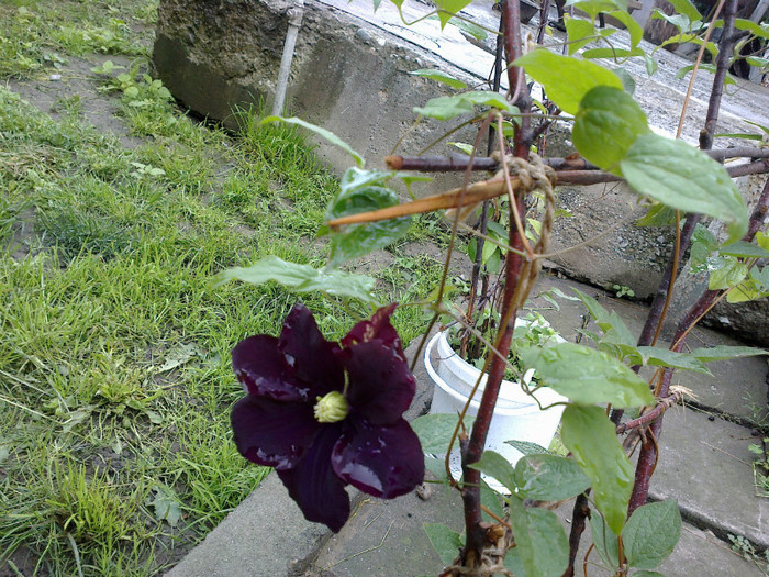 27052012560 - gradina