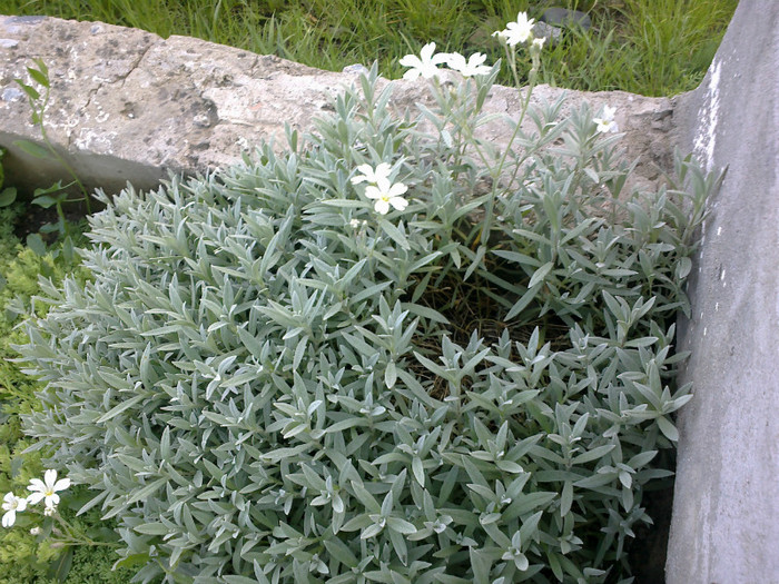 - gradina