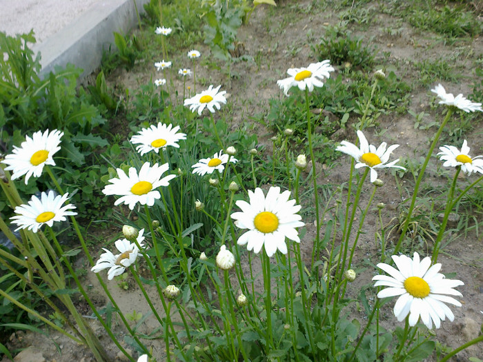 margarete albe - gradina