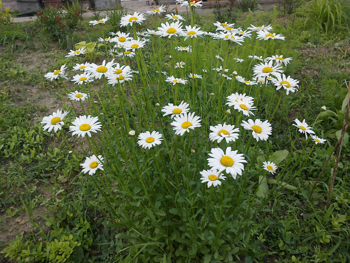 margarete - gradina