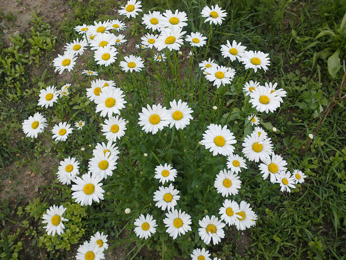 margarete - gradina
