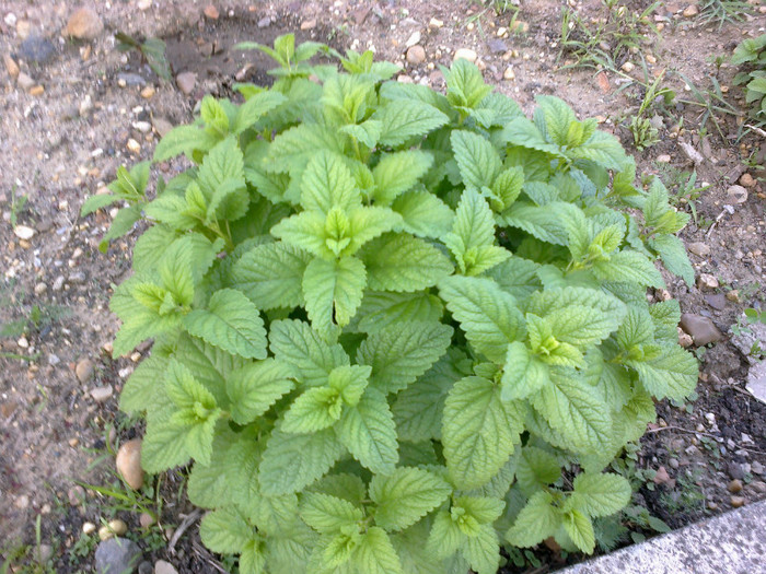 roinita - gradina