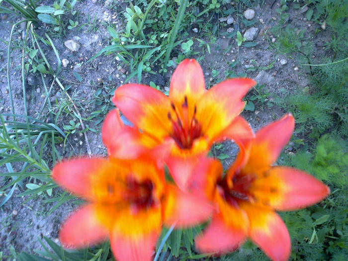 crini portocalii - gradina