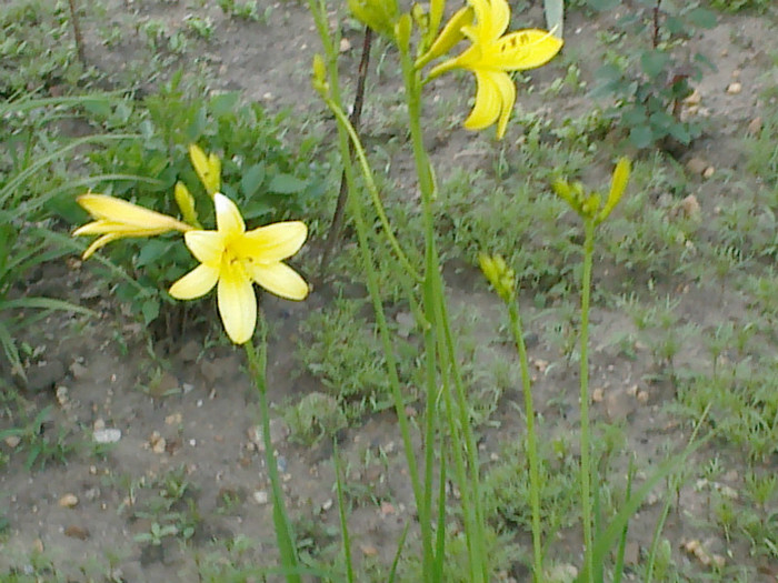 hemerocalis galben - gradina