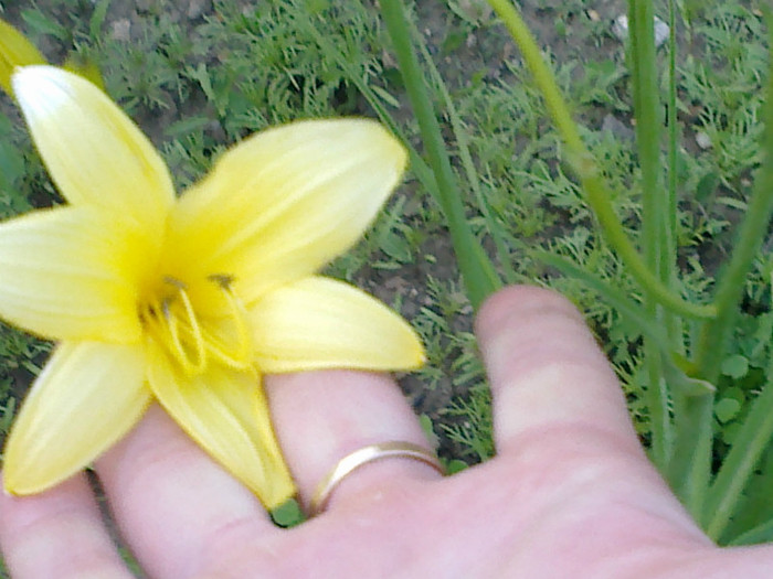 hemerocalis galben - gradina