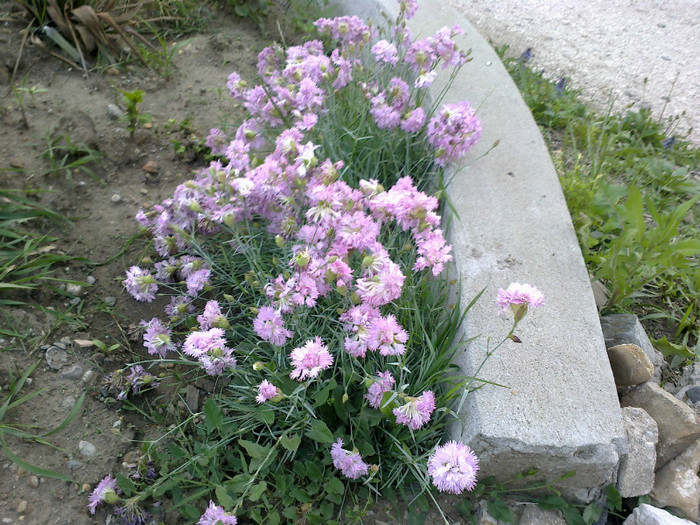 garofite - gradina