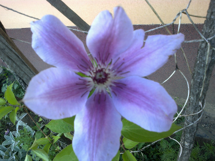 clematis - gradina