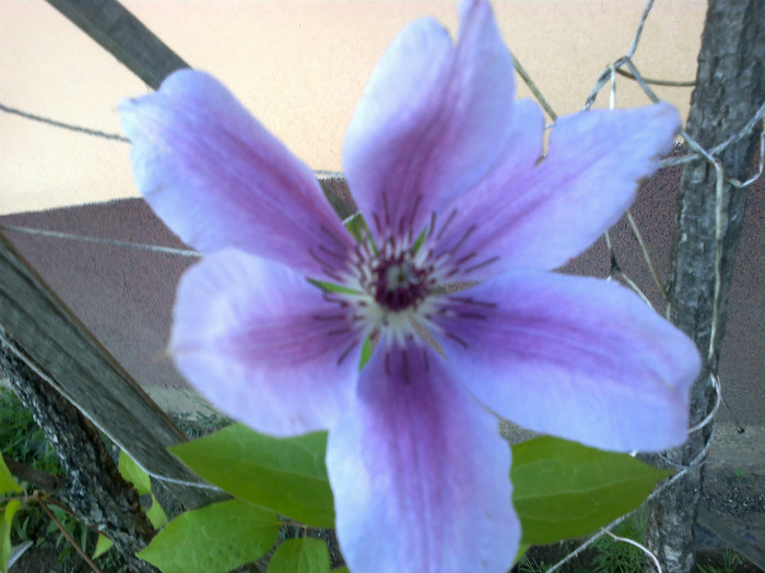 clematis - gradina