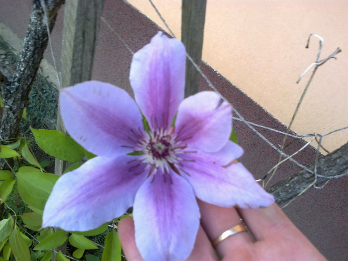 clematis - gradina