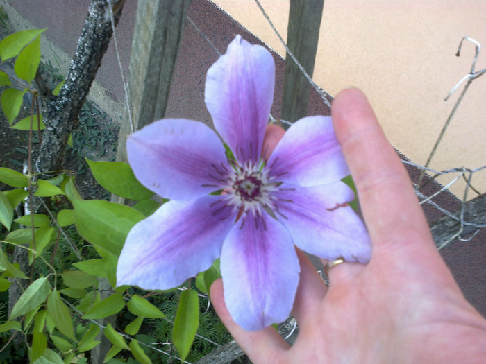 clematis - gradina