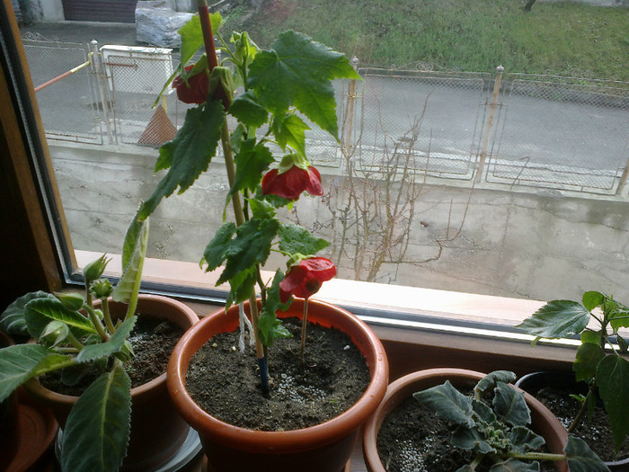 grena - abutilon