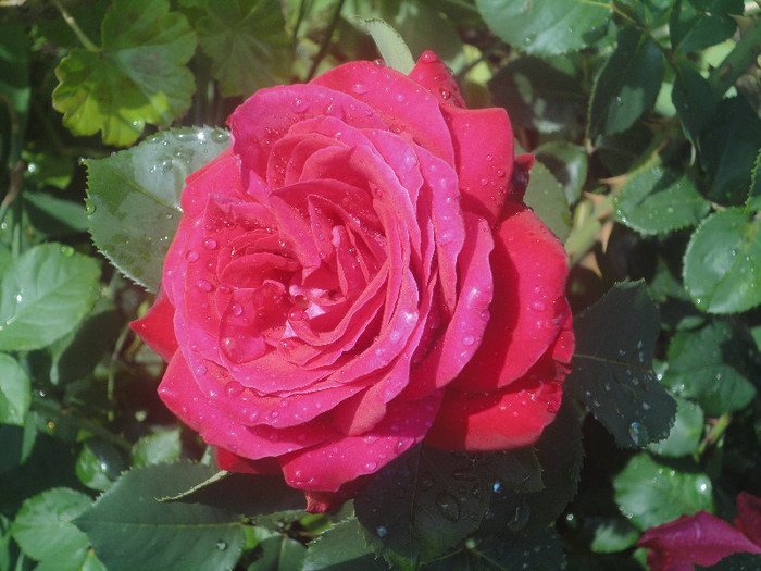 DSC04806