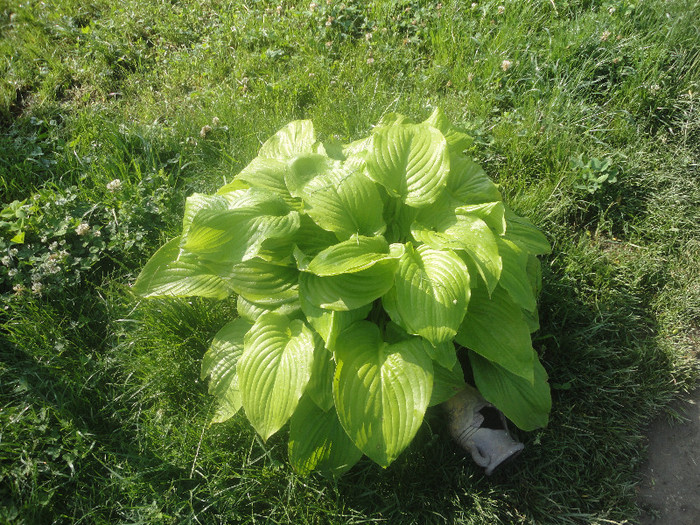 Plantaginea - Hosta