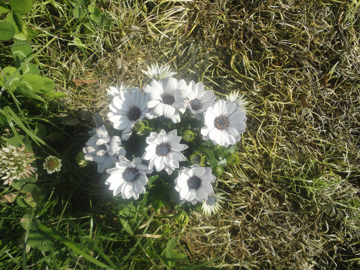 Margarete africane - Gradina  2012