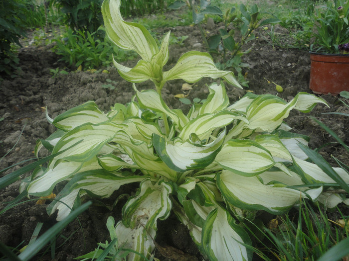 Undulata Univittata - Hosta