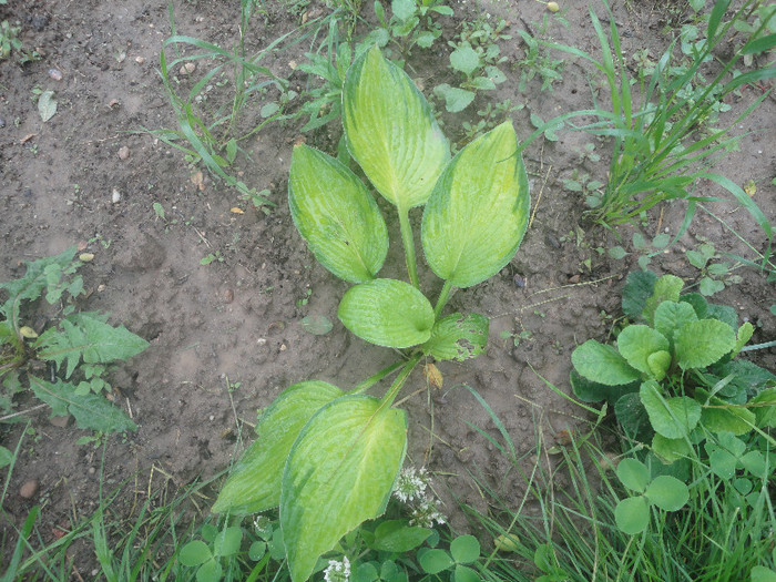 Paul"s Glory...zic eu... - Hosta