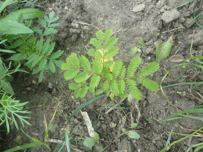 E micuta dar s-a prins