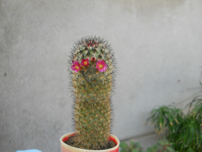 DSCN3424 - cactusi