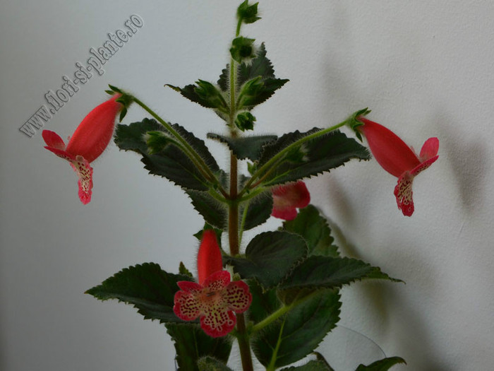 NEW - Kohleria Lima; 2012
