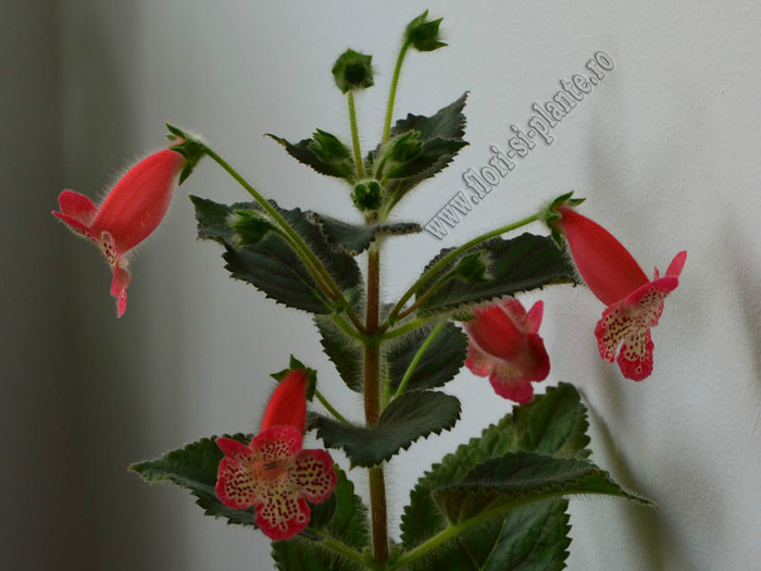 New - Kohleria Lima; 2012
