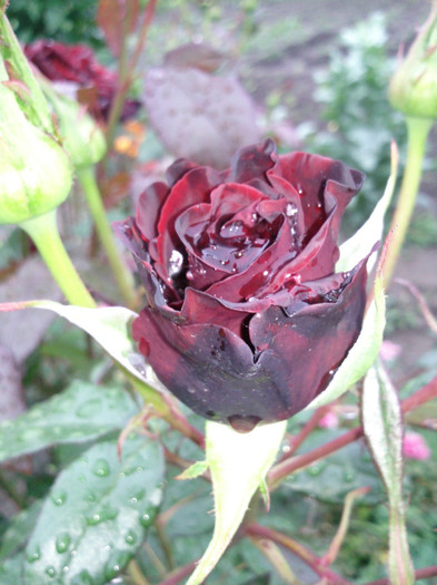schwarze madonna