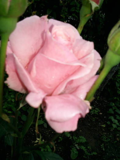 queen elisabeth