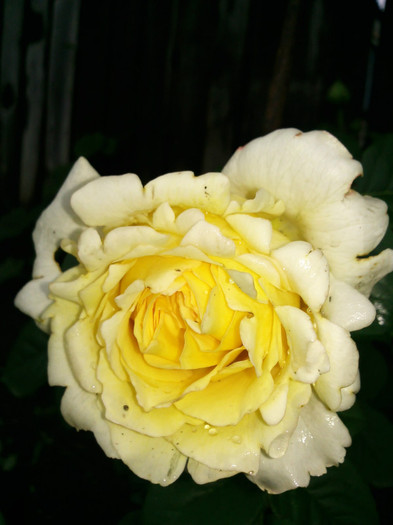 sutters gold