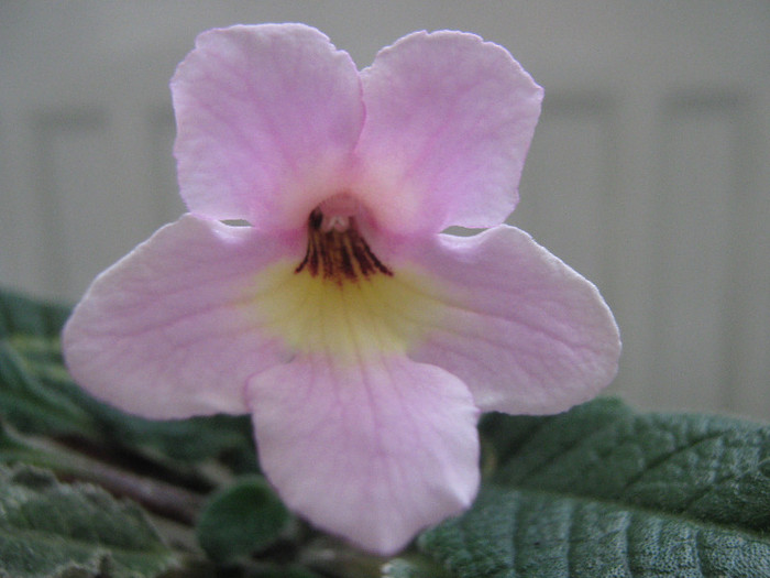  - streptocarpus Hannah