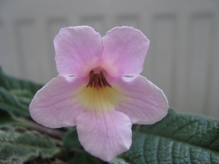  - streptocarpus Hannah