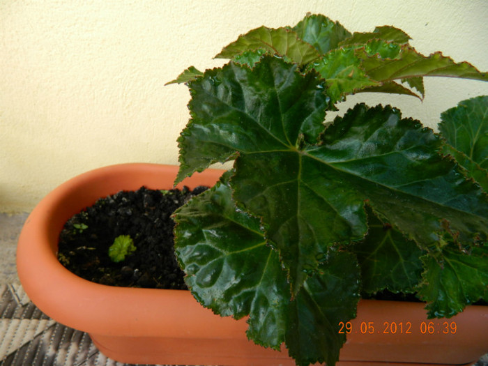 doua surori....una lenesa rau...