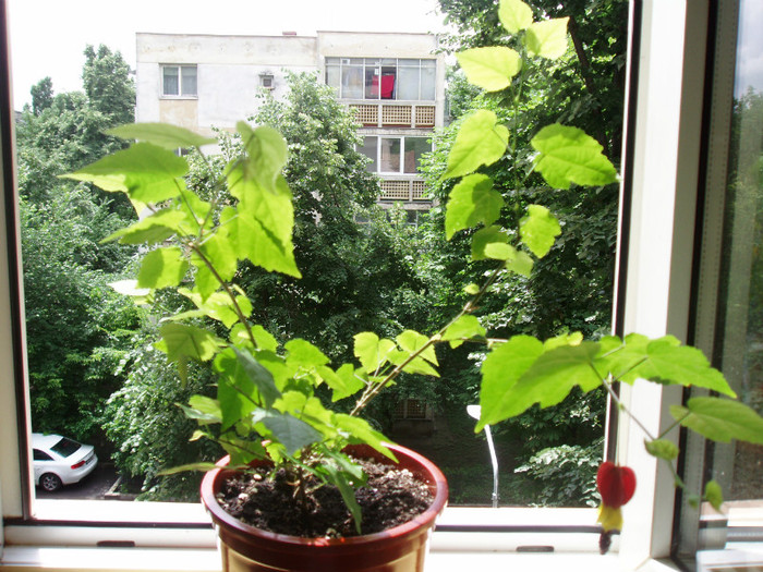 abutilon megapotamicum